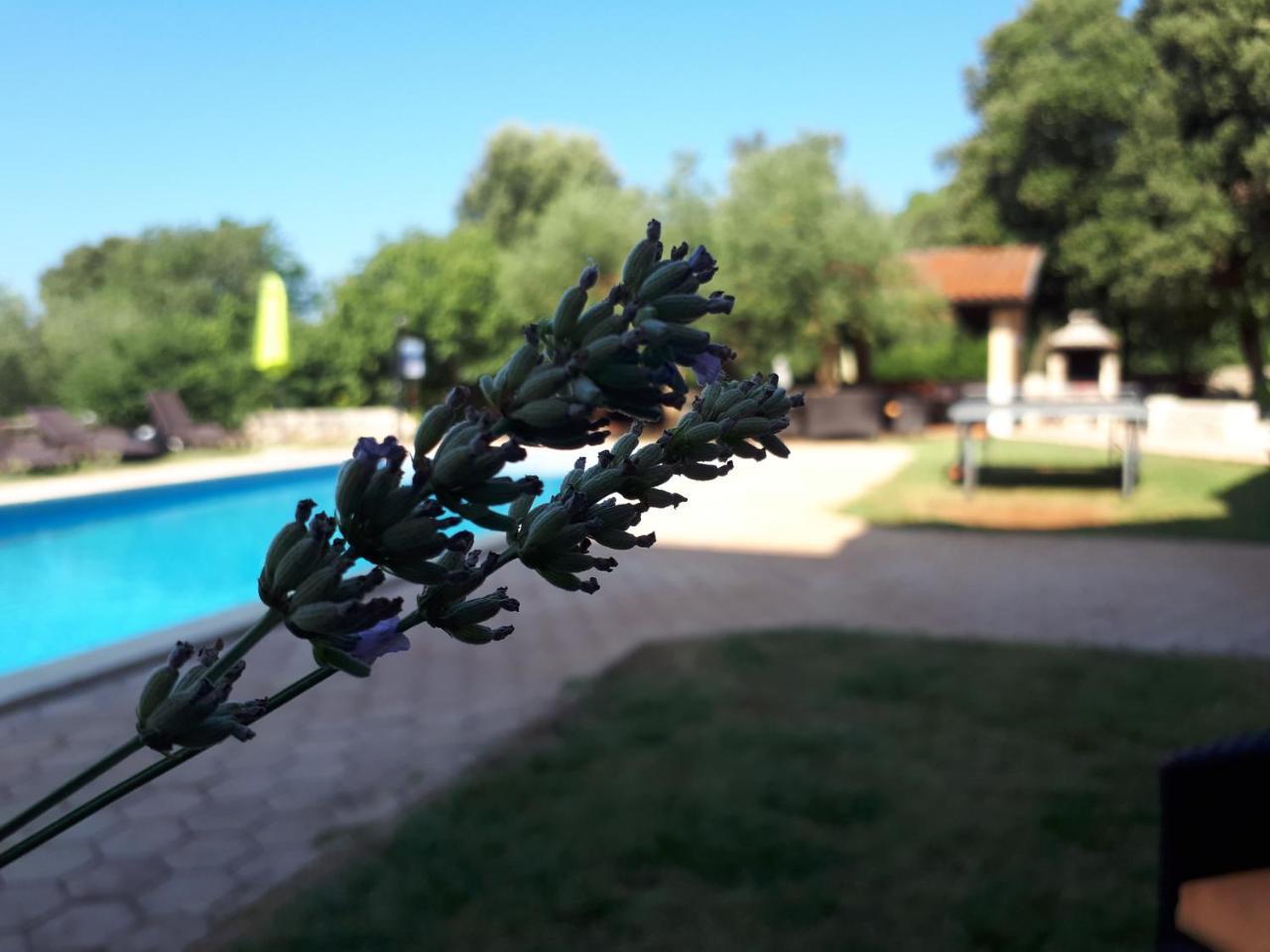 Guesthouse "Barboska" - Big Outdoor Swimming Pool & Private Tennis Court วอดิยัน ภายนอก รูปภาพ